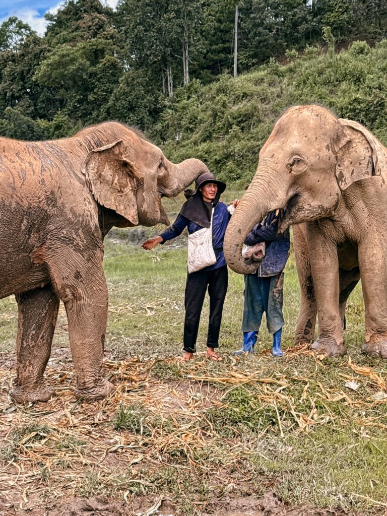 Elefanti in Thailandia: è veramente etico andare a visitare un santuario etico?